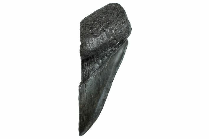 Partial Fossil Megalodon Tooth - Serrated Edge #293950